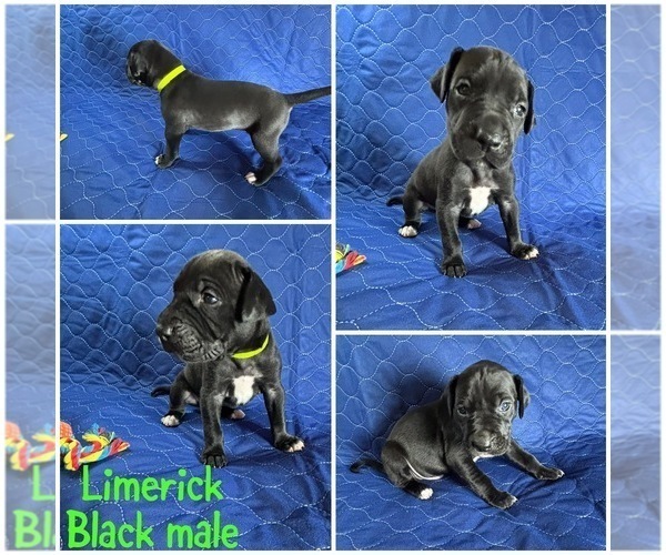 Medium Photo #11 Cane Corso-Great Dane Mix Puppy For Sale in BROOKFIELD, MA, USA