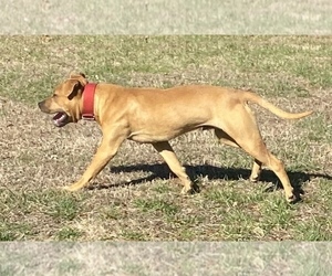 Father of the American Pit Bull Terrier puppies born on 02/01/2026