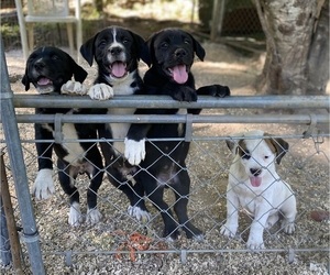 Boxweiler Puppy for Sale in BUXTON, Oregon USA