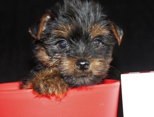 Yorkshire Terrier Puppy for sale in AMITY, AR, USA