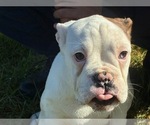 Small Photo #2 English Bulldogge Puppy For Sale in CENTER BARNSTEAD, NH, USA
