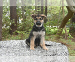 Small Photo #1 German Shepherd Dog Puppy For Sale in FRIENDSWOOD, TX, USA