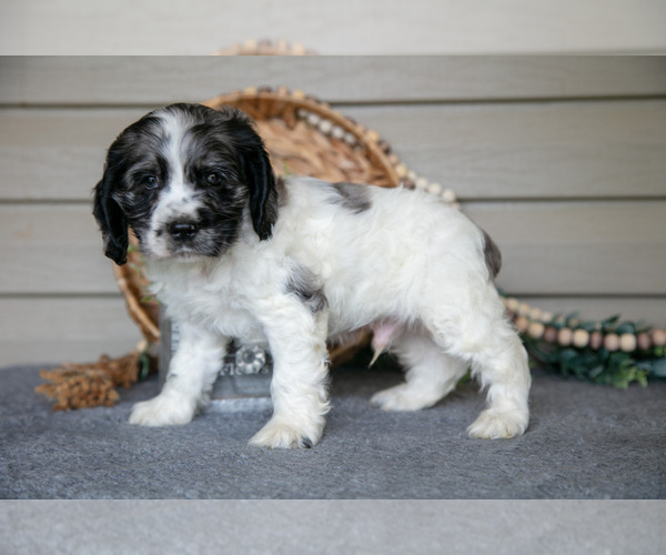 Medium Photo #3 Cocker Spaniel Puppy For Sale in SEAMAN, OH, USA