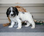 Small #1 Cocker Spaniel