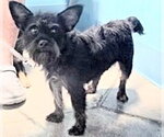Small #1 Rat Terrier Mix