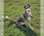 Small #1 German Shepherd Dog-Huskies  Mix