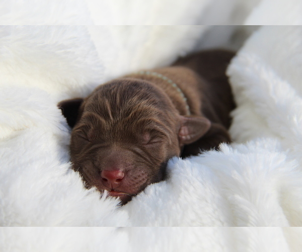 Medium Photo #11 Labrador Retriever Puppy For Sale in HYDE PARK, VT, USA