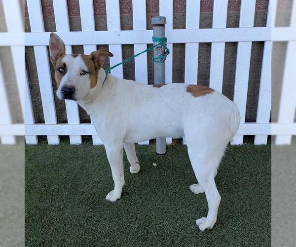 Medium Photo #1 Texas Heeler-Unknown Mix Puppy For Sale in Modesto, CA, USA