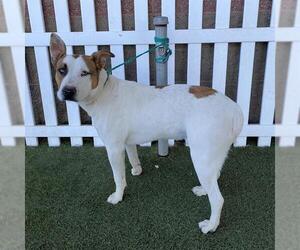 Texas Heeler-Unknown Mix Dogs for adoption in Modesto, CA, USA