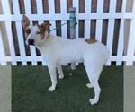 A615380 - Male Texas Heeler-Unknown Mix Dog for Adoption - Small photo