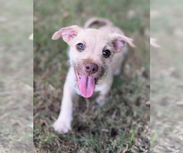 Medium Photo #2 Mutt Puppy For Sale in Greenville, SC, USA