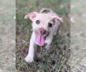 Stack - Male Mutt Dog for Adoption - Photo #2