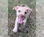 Small Photo #2 Mutt Puppy For Sale in Greenville, SC, USA