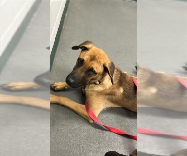 Medium Photo #1 Black Mouth Cur-Unknown Mix Puppy For Sale in Corpus Christi, TX, USA