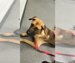 Small Black Mouth Cur Mix