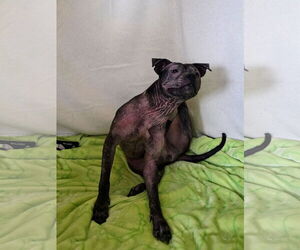 Isekai - Female Staffordshire Bull Terrier-Unknown Mix Dog for Adoption - Photo #7