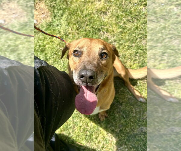 Medium Photo #1 Mutt Puppy For Sale in Glen Allen, VA, USA