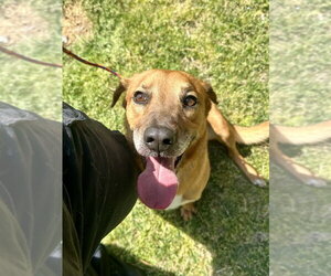 Mutt Dogs for adoption in Glen Allen, VA, USA