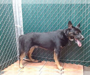 Australian Kelpie-Unknown Mix Dogs for adoption in Downey, CA, USA