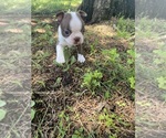 Small #8 Boston Terrier
