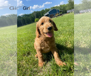 Goldendoodle Puppy for Sale in EATON RAPIDS, Michigan USA