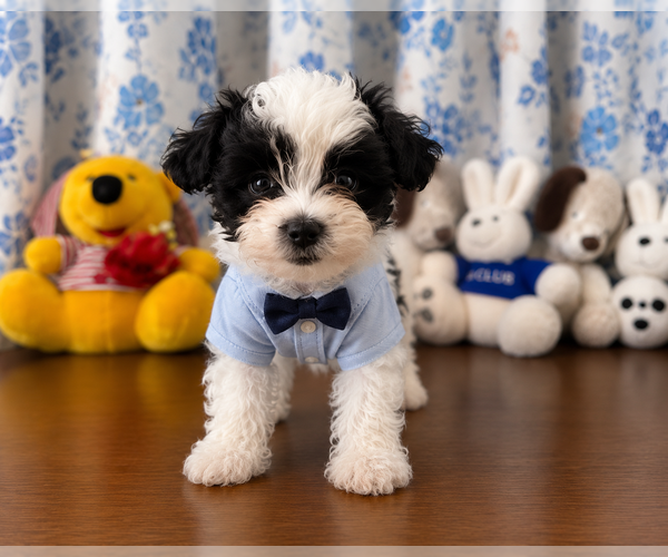 Medium Photo #4 Morkie Puppy For Sale in DURHAM, CT, USA