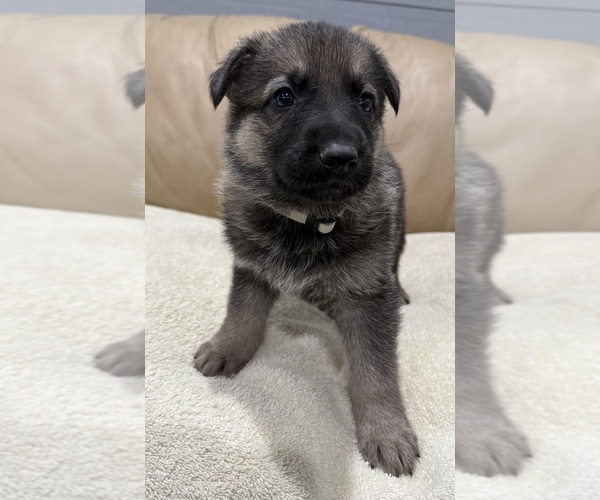 Medium Photo #12 German Shepherd Dog Puppy For Sale in BRIGHTON, CO, USA