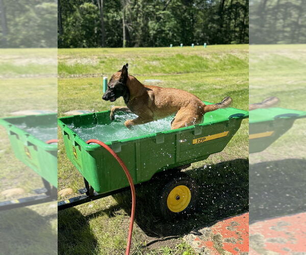 Medium Photo #3 Mutt Puppy For Sale in Imlay City, MI, USA