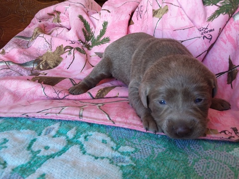 Medium Photo #1 Labrador Retriever Puppy For Sale in REED CITY, MI, USA