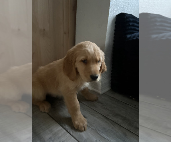 Medium Photo #1 Golden Retriever Puppy For Sale in ORLANDO, FL, USA