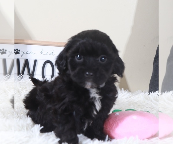 Medium Photo #3 Shih-Poo Puppy For Sale in MOUNT VERNON, OH, USA