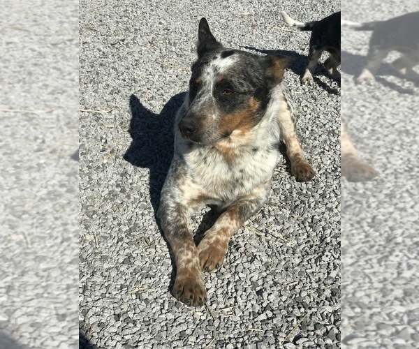 Medium Photo #1 Australian Cattle Dog Puppy For Sale in BOWLING GREEN, KY, USA