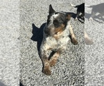 Small Photo #1 Australian Cattle Dog Puppy For Sale in BOWLING GREEN, KY, USA
