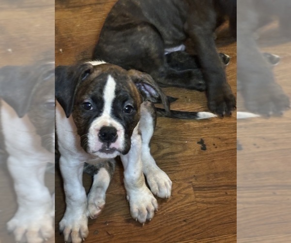 Medium Photo #18 American Bully-Boxer Mix Puppy For Sale in HAMMOND, IN, USA