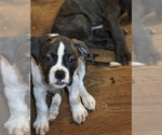 Small Photo #18 American Bully-Boxer Mix Puppy For Sale in HAMMOND, IN, USA