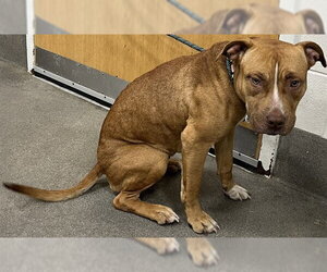 Mutt Dogs for adoption in Forestville, MD, USA