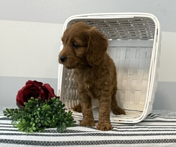 Medium Photo #3 Cockapoo Puppy For Sale in STANLEY, WI, USA