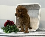 Small #2 Cockapoo