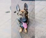 Small #1 German Shepherd Dog Mix