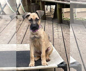 German Shepherd Dog-Unknown Mix Dogs for adoption in Kansas City, MO, USA