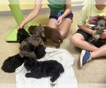 Small #1 F2 Aussiedoodle