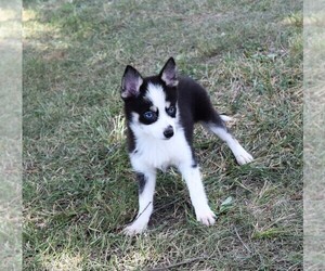 Pomsky Puppy for sale in BARNESVILLE, KS, USA