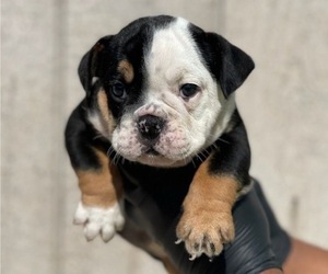 English Bulldog Puppy for sale in CHARLOTTESVILLE, VA, USA