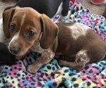 Small #1 Dachshund