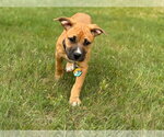 Small American Pit Bull Terrier-Rhodesian Ridgeback Mix