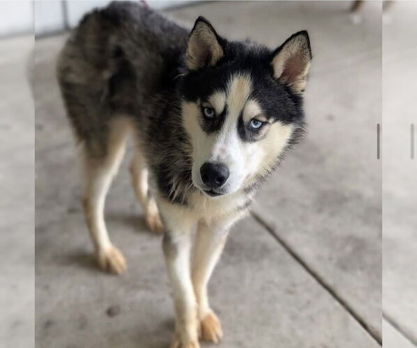 Medium Photo #10 Siberian Husky Puppy For Sale in Shermans Dale, PA, USA