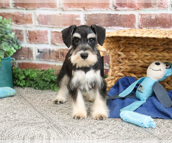 Medium Photo #15 Schnauzer (Miniature) Puppy For Sale in SYRACUSE, IN, USA