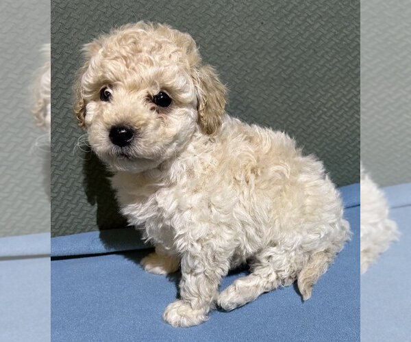 Medium Photo #2 Poodle (Toy) Puppy For Sale in CLARKRANGE, TN, USA