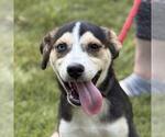 Small Huskies  Mix