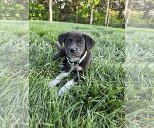 Labsky Dogs for adoption in Hillsboro, MO, USA